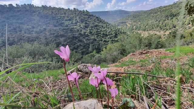 שביל הצפרים