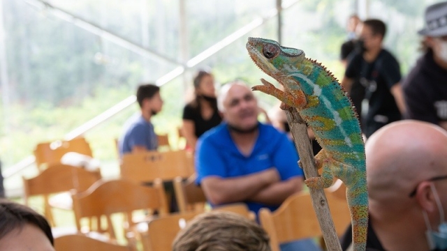 Reptile Land