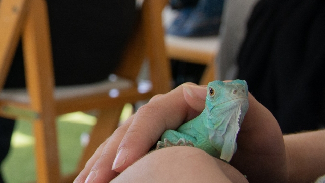 Reptile Land