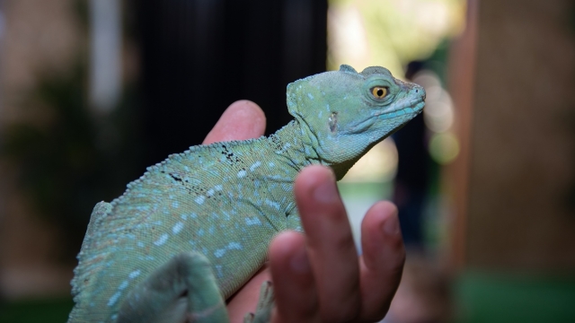 Reptile Land