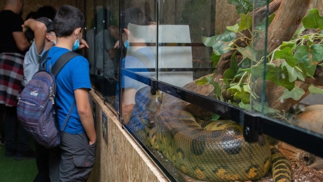 Reptile Land