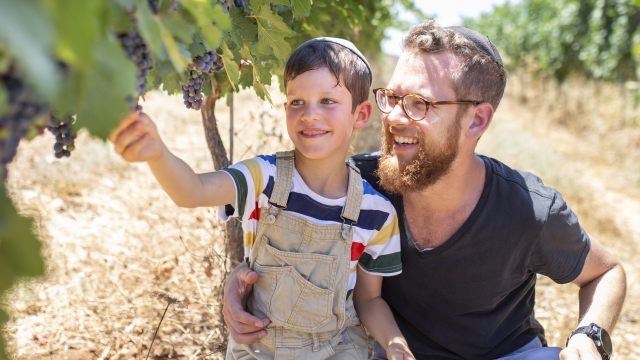 ביכורי שילה